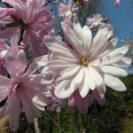 Magnolia stellata Rosea