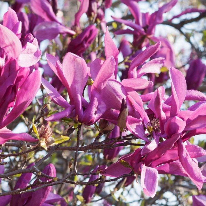 Magnolia Susan
