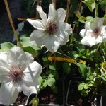 Clematite Ninon Boulevard-ghiveci de 11 cm Ø