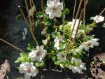 Clematite Ninon Boulevard -ghivece de 12 cm Ø - imagine 2