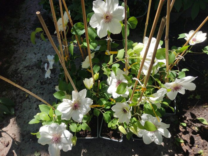 Clematite Ninon Boulevard -ghivece de 12 cm Ø - imagine 2