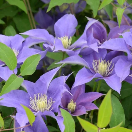 clematis olympia boulevard