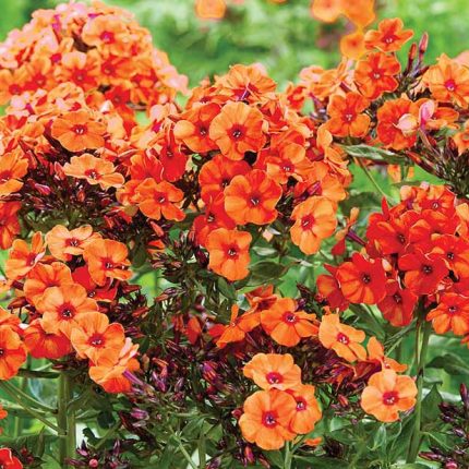 Phlox paniculata 'Orange Perfection'