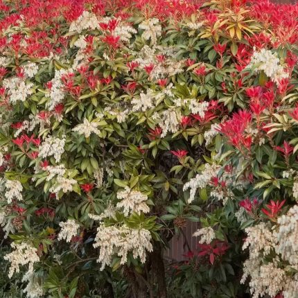 Pieris jap. Mountain Fire (vesnic verde)