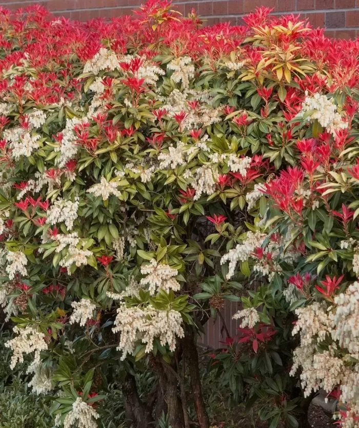 Pieris jap. Mountain Fire (vesnic verde)