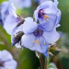 Polemonium reptans Heaven Scent