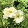 Potentilla DOUBLE PUNCH Cream