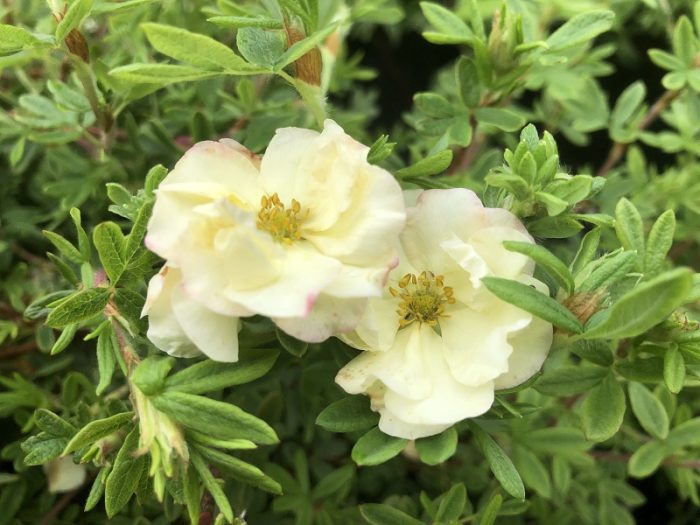 Potentilla DOUBLE PUNCH Cream
