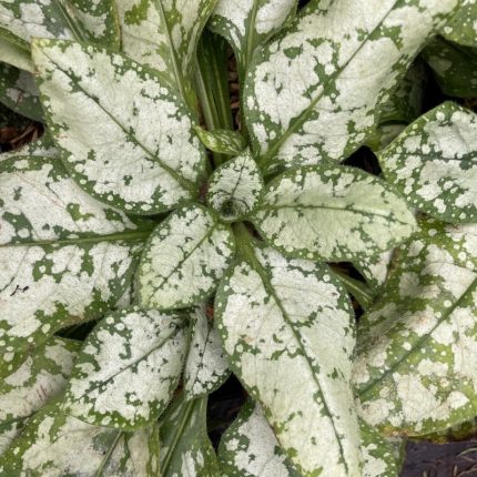 Pulmonaria 'Moonshine'