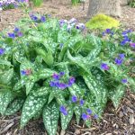 Pulmonaria 'Trevi Fountain'