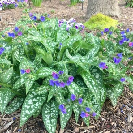 Pulmonaria 'Trevi Fountain'