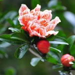 Punica granatum (Rodiu)'Plenifolia'