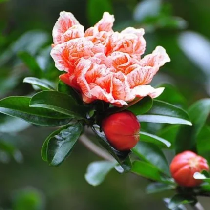 Punica granatum (Rodiu)'Plenifolia'