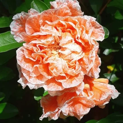 Punica granatum (Rodiu)'Plenifolia'