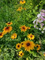 Rudbeckia hirta 'Big Love Smileyz'-5L - imagine 2