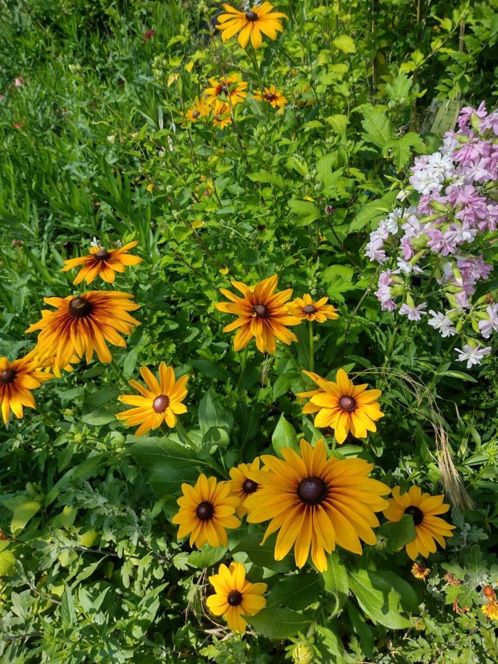 Rudbeckia hirta 'Big Love Smileyz'-5L - imagine 2