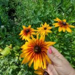 Rudbeckia hirta 'Big Love Smileyz'-5L