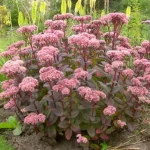 Sedum 'Matrona'