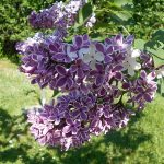 Liliac (Syringa vulgaris )Sensation