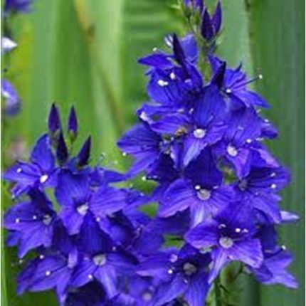Veronica austriaca 'Knallblau'
