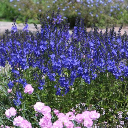 Veronica austriaca 'Knallblau'