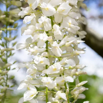 Wisteria floribunda Shiro-noda
