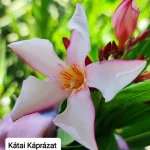 Leandru nr 202-Katai Kaprazatos