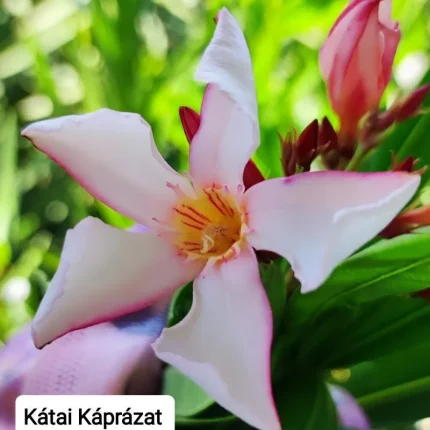Leandru nr 202-Katai Kaprazatos