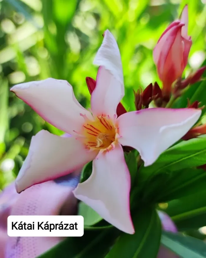 Leandru nr 202-Katai Kaprazatos