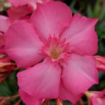 Leandru nr 219-Dubla Magenta