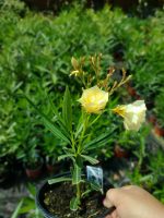 Leandru nr 209-Fl.Lutea Plena