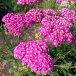 Achillea millefolium 'Apfelblüte