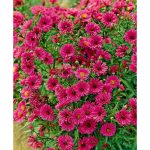 Aster novi-belgi 'Rubinschatz'