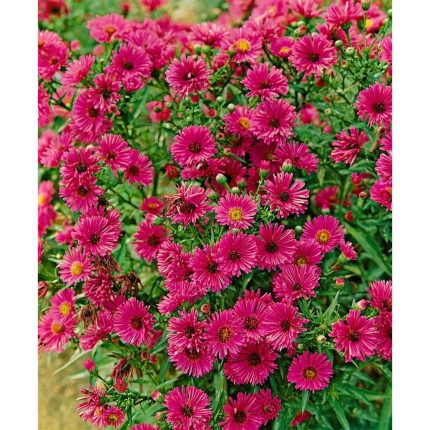 Aster novi-belgi 'Rubinschatz'