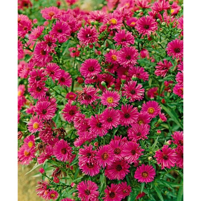 Aster novi-belgi 'Rubinschatz'