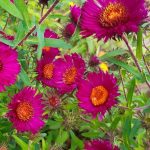Aster novi-belgi 'Rubinschatz'