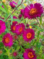 Aster novi-belgi 'Rubinschatz'