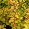 Berberis thunbergii 'Diabolicum'