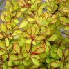 Berberis thunbergii 'Diabolicum'