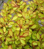 Berberis thunbergii 'Diabolicum'