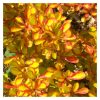 Berberis thunbergii 'Diabolicum'