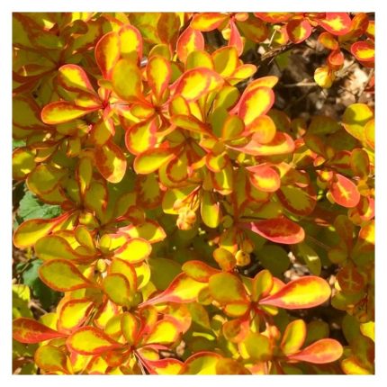 Berberis thunbergii 'Diabolicum'