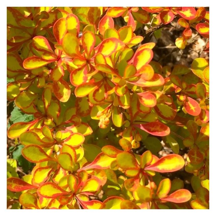 Berberis thunbergii 'Diabolicum'