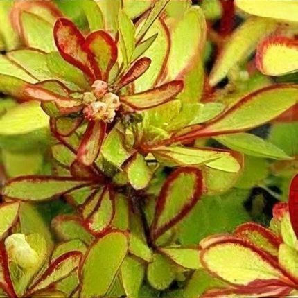 Berberis thunbergii 'Diabolicum'