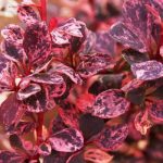 Berberis th. FLAMINGO 'Hoho 1'