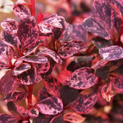 Berberis th. FLAMINGO 'Hoho 1'