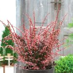 Berberis th. FLAMINGO 'Hoho 1'