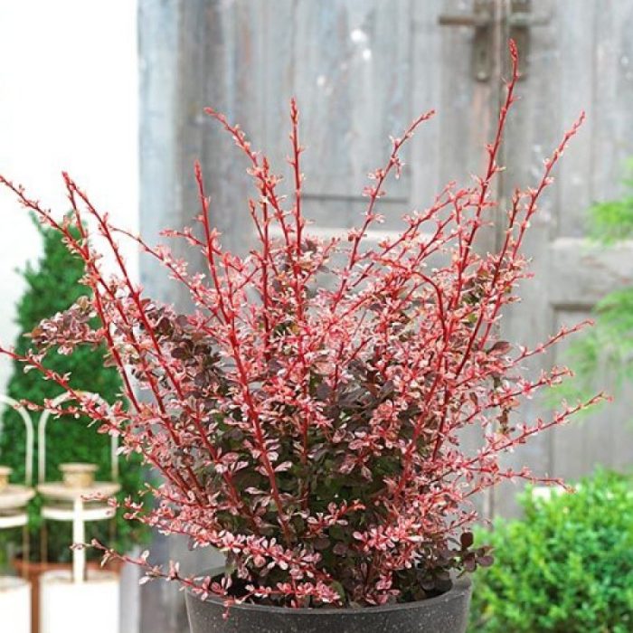 Berberis th. FLAMINGO 'Hoho 1'