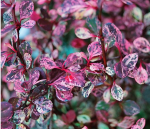 Berberis th. FLAMINGO 'Hoho 1'