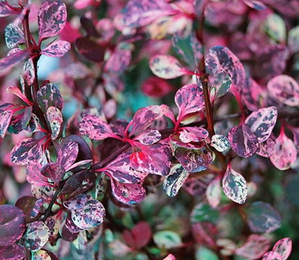 Berberis th. FLAMINGO 'Hoho 1'